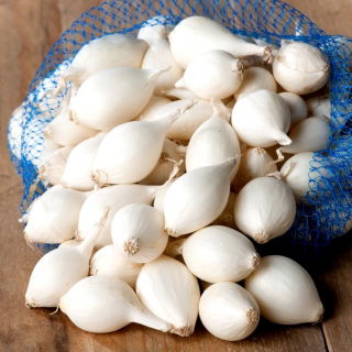 Cebula dymka - Alibaba - biała - 5 kg