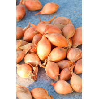 Cebula dymka - Sopelek - bardzo podłużna - 10 kg