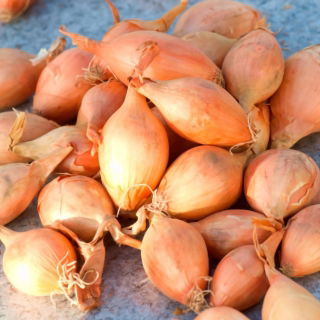 Cebula dymka - Sopelek - bardzo podłużna - 10 kg