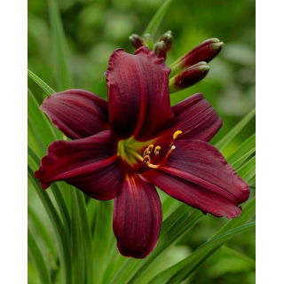 Liliowiec Black Emanuelle - duża paczka! - 10 szt.