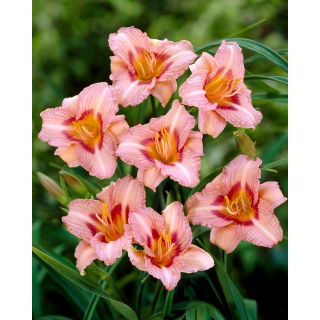 Liliowiec Longfields Glory