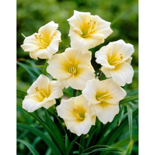 Liliowiec Longfields Pearl