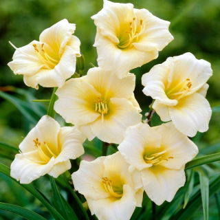 Liliowiec Longfields Pearl
