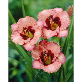 Liliowiec Orchid Candy - duża paczka! - 10 szt.