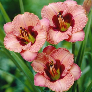 Liliowiec Orchid Candy - duża paczka! - 10 szt.
