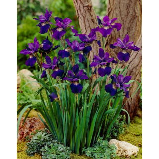 Irys syberyjski, Kosaciec - Teal Velvet - duża paczka! - 10 szt.