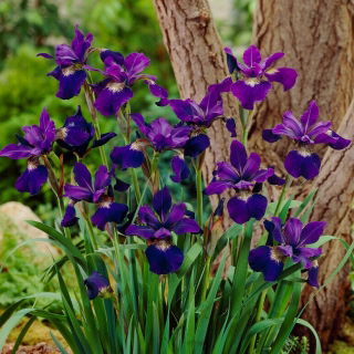 Irys syberyjski, Kosaciec - Teal Velvet