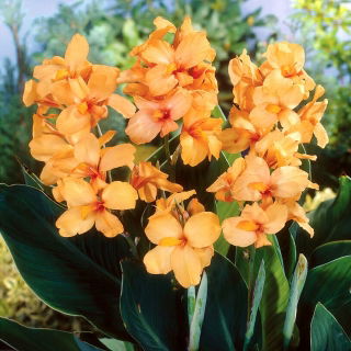 Kanna - Apricot Dream