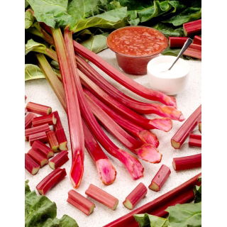 Rabarbar Raspberry Red - malinowy - sadzonka - duża paczka! - 10 szt.