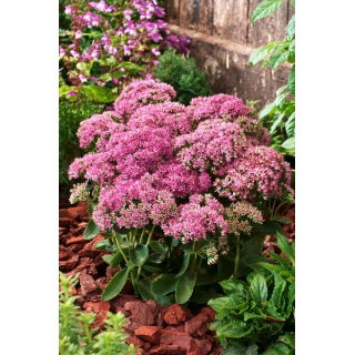 Rozchodnik Carl - Sedum - sadzonka