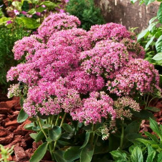 Rozchodnik Carl - Sedum - sadzonka - duża paczka! - 10 szt.
