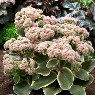 Rozchodnik Diamond Edge - Sedum - sadzonka - duża paczka! - 10 szt.