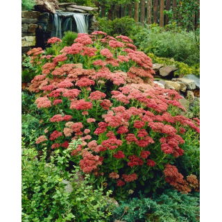 Rozchodnik Herbstfreude - Sedum - sadzonka - duża paczka! - 10 szt.