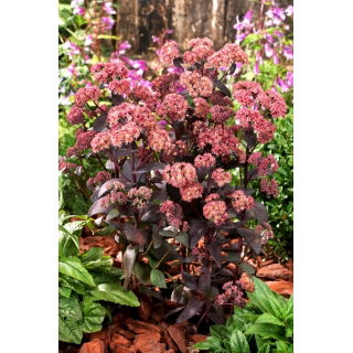 Rozchodnik José Aubergine - Sedum - sadzonka - duża paczka! - 10 szt.
