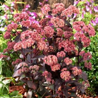 Rozchodnik José Aubergine - Sedum - sadzonka