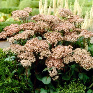 Rozchodnik Matrona - Sedum - sadzonka - duża paczka! - 10 szt.