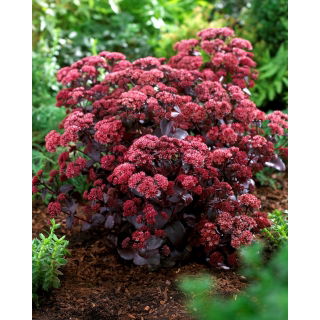 Rozchodnik Purple Emperor - Sedum - sadzonka - duża paczka! - 10 szt.