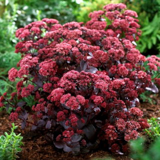 Rozchodnik Purple Emperor - Sedum - sadzonka - duża paczka! - 10 szt.
