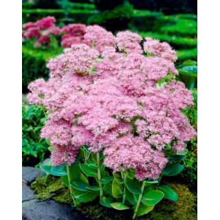 Rozchodnik Brillant - Sedum - sadzonka