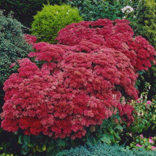 Rozchodnik Munstead Dark Red - Sedum - sadzonka