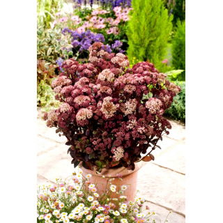 Rozchodnik Rainbow Xenox - Sedum - sadzonka - duża paczka! - 10 szt.