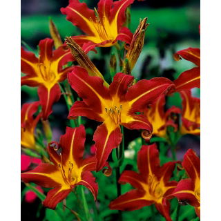 Liliowiec Autumn Red - GIGA paczka! - 50 szt.
