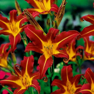 Liliowiec Autumn Red - GIGA paczka! - 50 szt.