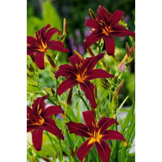 Liliowiec Black Arrowhead - duża paczka! - 10 szt.