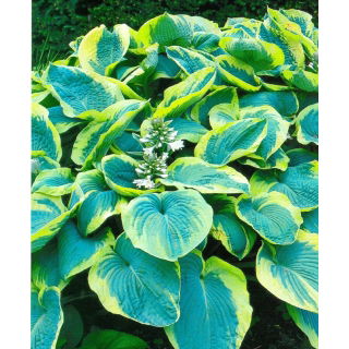 Funkia - Hosta Francess Williams - GIGA paczka! - 50 szt.