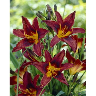 Liliowiec Black Prince - duża paczka! - 10 szt.