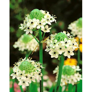 Śniedek Saundersa - Ornithogalum saundersiae - duża paczka! - 10 szt.