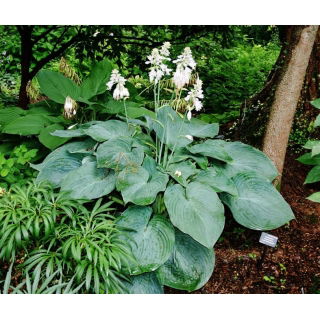 Funkia - Hosta Big Daddy - duża paczka! - 10 szt.