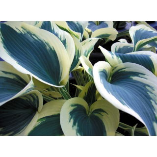 Funkia - Hosta Blue Ivory - duża paczka! - 10 szt.