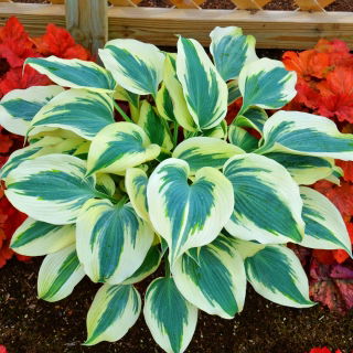 Funkia - Hosta Blue Ivory - duża paczka! - 10 szt.