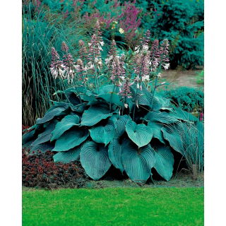 Funkia - Hosta Blue Angel - duża paczka! - 10 szt.