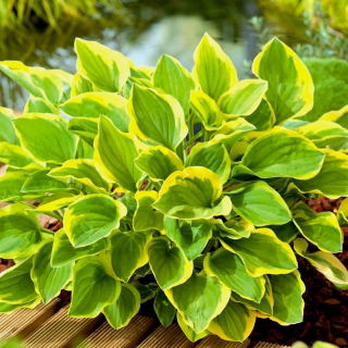 Funkia - Hosta Golden Tiara - duża paczka! - 10 szt.