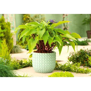 Funkia - Hosta Gooseberry Sundea - duża paczka! - 10 szt.