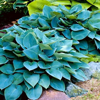 Funkia - Hosta Halcyon - duża paczka! - 10 szt.