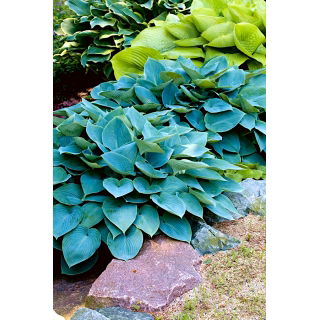Funkia - Hosta Halcyon - duża paczka! - 10 szt.
