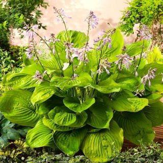 Funkia - Hosta Sum and Substance - duża paczka! - 10 szt.