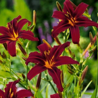 Liliowiec Black Arrowhead - duża paczka! - 10 szt.