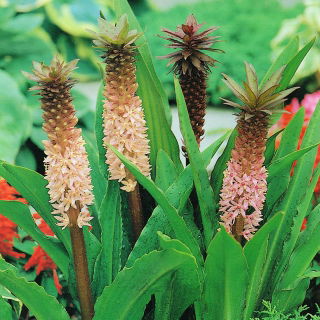 Eucomis comosa - Eukomis czubaty - duża paczka! - 20 szt.