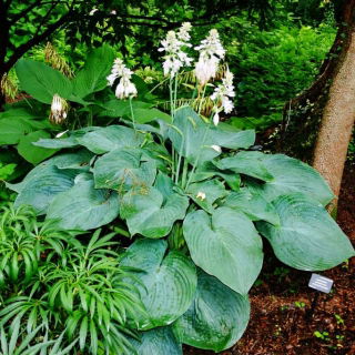 Funkia - Hosta Big Daddy - duża paczka! - 10 szt.