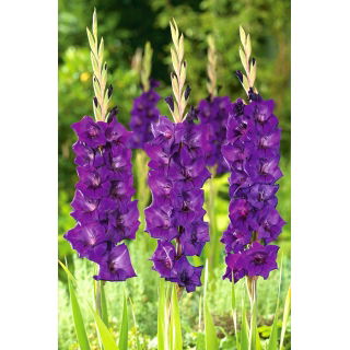 Mieczyk Purple Flora - duża paczka! - 50 szt.
