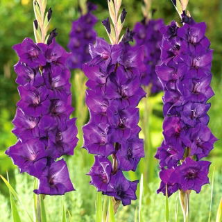 Mieczyk Purple Flora - duża paczka! - 50 szt.