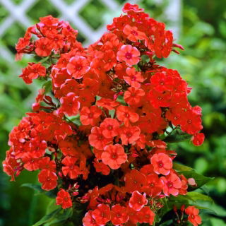 Floks (Phlox) - Płomyk wiechowaty - pomarańczowy - duża paczka! - 10 szt.
