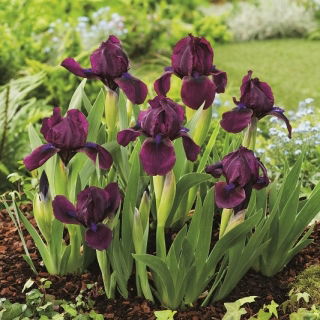 Irys niski, Iris pumila - Fioletowy - Cherry Garden - duża paczka! - 10 szt.