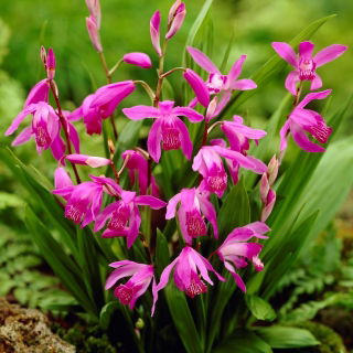 Storczyk naziemny, Bletilla pasiasta - Bletilla striata - duża paczka! - 10 szt.
