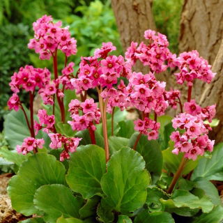 Bergenia Morgenrote - duża paczka! - 10 szt.