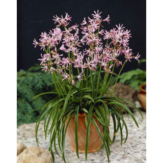 Nerine Undulata - duża paczka! - 10 szt.